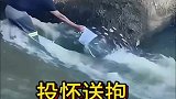 神奇的一幕，投怀送抱的鱼