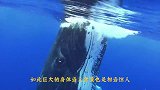 如果人类被“鲸鱼”吞进肚子，还能活吗？看完结果真是开眼界了