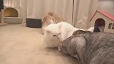 在一起玩耍的猫咪们，这可爱的小样子，都想领回家了！