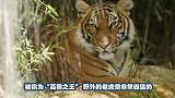 动物园将活驴抛入了老虎园中，场面惨烈，网友：违背了人道主义