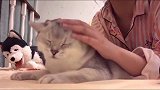 一点也没错，肥猫撸起来最舒服了，撸一会心情都变得美美的