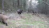 农村野猪成群下山祸害庄稼，带狗上山追赶野猪，为民除害！