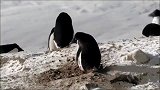 熟睡的海豹被路过的企鹅踩中要害，疼得直接变形