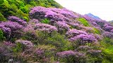 最美四月天！太平国家森林公园万亩紫荆，花开正好，来赏花呀！