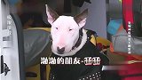 孙红雷以为柴犬已经很像黄渤了，谁想黄渤的牛头梗直接撞脸孙红雷