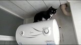 猫大冬天的还是热水器上呆着舒服！