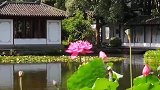 汾阳别墅后花园之夏晨