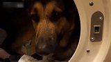 超有意思的狗狗睡觉视频，这是什么姿势啊，挺别致啊