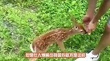 男子狩猎遇见黑熊，驻足观望两眼，不料黑熊突然冲了过来