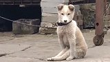狗的坐姿都比你端庄