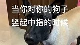 狗子你给我放尊重点！