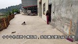 老妈和糖宝去赶庙会，道哥被留在家自己做午饭，两婆孙去吃好的