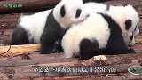 两只熊猫宝宝可劲的打架，突然看见奶爸走来，下秒反应笑喷了！