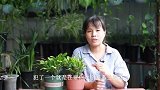 夏季养蟹爪兰，坚决不能犯这“3错”，犯一个都会要它的命