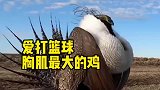 最喜欢打篮球的鸡，我觉得肯定是艾草松鸡