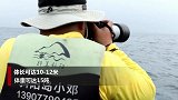 广西涠洲岛海域拍到布氏鲸水下影像：系国内首次