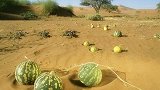 沙漠地区的“药西瓜”，看见一定不要摘，以免带来生命危险！