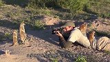 嚣张猫鼬围攻疣猪，疣猪直接往地上一躺，任由它们为所欲为！