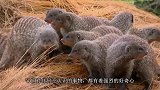 嚣张猫鼬围攻疣猪，疣猪直接往地上一躺，任由它们为所欲为！
