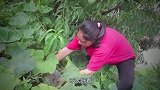 胖妹日思夜想的五花肉终于圆梦啦，大洋带回家半只猪，任胖妹安排