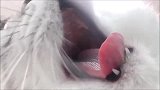 都说打哈欠会传染那猫咪打哈欠会传染吗