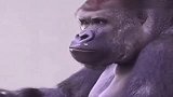 搞笑视频：瞅啥？我吃东西一向很斯文！