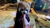 这小熊猫竟然抱着饲养员的手吃果果！太可爱了吧！