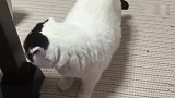 梳中分的大肥猫饿了向主人要吃的，主人告诉猫敲龄就开饭