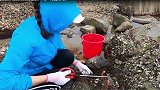本是海货繁殖期间，海岸上却到处都是海货“尸体”，这是为什么？