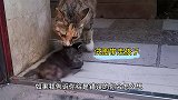 救了一只小流浪猫，没想到猫妈妈找上门来要孩子了