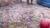 饲养员以前是养猪的，自从来动物园后画风突变