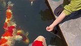 这些锦鲤鱼都被游客喂成胖头