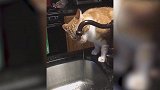 猫咪真的聪明，喝水都有技巧呢，实在是太优秀了啊！