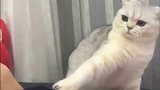 狸花猫：这就是传说中的恶人先告状吗