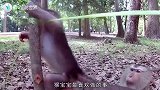猴子把小女孩当成自己的孩子，亲妈抱都不给，网友实在太可爱了