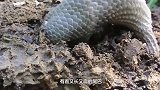 为什么穿山甲挖洞速度这么快近距离观察，原来鳞甲很重要