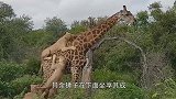 狮群捕猎长颈鹿，长颈鹿却淡定觅食，下一秒将狮子踢翻