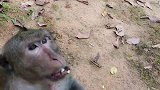 小猴子在猴群中闯祸了，它现在不敢回到团体中去