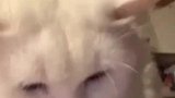 霸道的猫不喜欢被主人摸