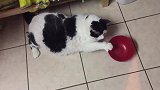 猫咪在地上躺着，一动不动的，模样看起来简直搞笑极了！