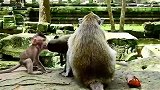 这只小猴真淘，猴妈不抱它，就在地上打滚，嚎叫……