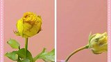 花朵的保鲜小技巧来了，看完视频的你学会了吗？快去试试吧