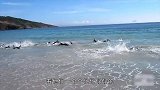 大批海豚“集体自杀”了热心游客及时拽回海里，太幸运了