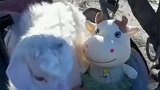 谁还不是个宝宝呢，小羊羔偷偷躺在婴儿车里睡觉