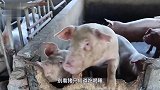 世界上最大的猪，能打败恐龙！体型超过一头奶牛