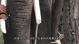 大象腿上肿起巨大的球，被好心人救助后，流下感激的眼泪