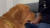 大哥让狗子偷偷拿烟，不料被狗老婆发现了