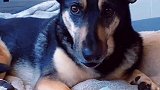 狗狗最后那个表情太绝了
