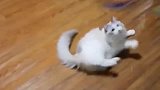 猫咪：想打架是吗让你尝尝我的“佛山无影爪”