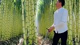 长这么大，我还是第一次见这么漂亮的甘蔗！